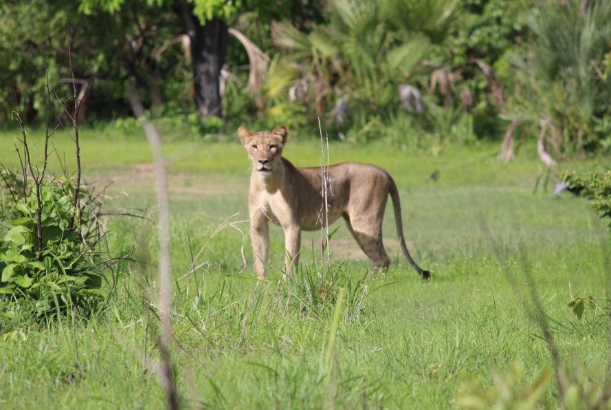 Niassa Reserve, Niassa Province, Mozambique